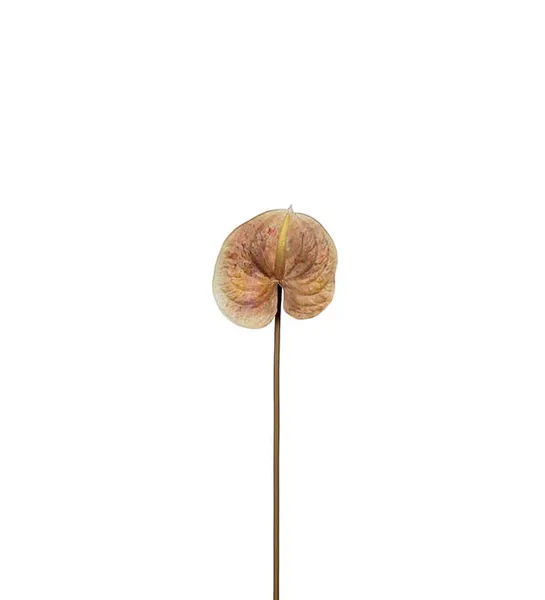 Hovedbilde Anthurium - 70 cm - Brun - Mr Plant